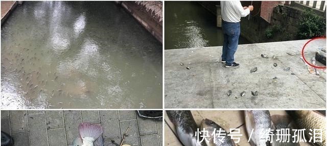 实拍广州城中村河道,野生鱼成灾,有人一天钓几十斤,却踩死丢弃