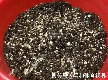 花盆里随手撒把鸡蛋壳,想不到发生了这么神奇的效果