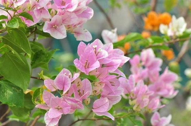 补充水分|这花名叫“百变小樱”,开起花来“不管不顾”,叶子都不长了!