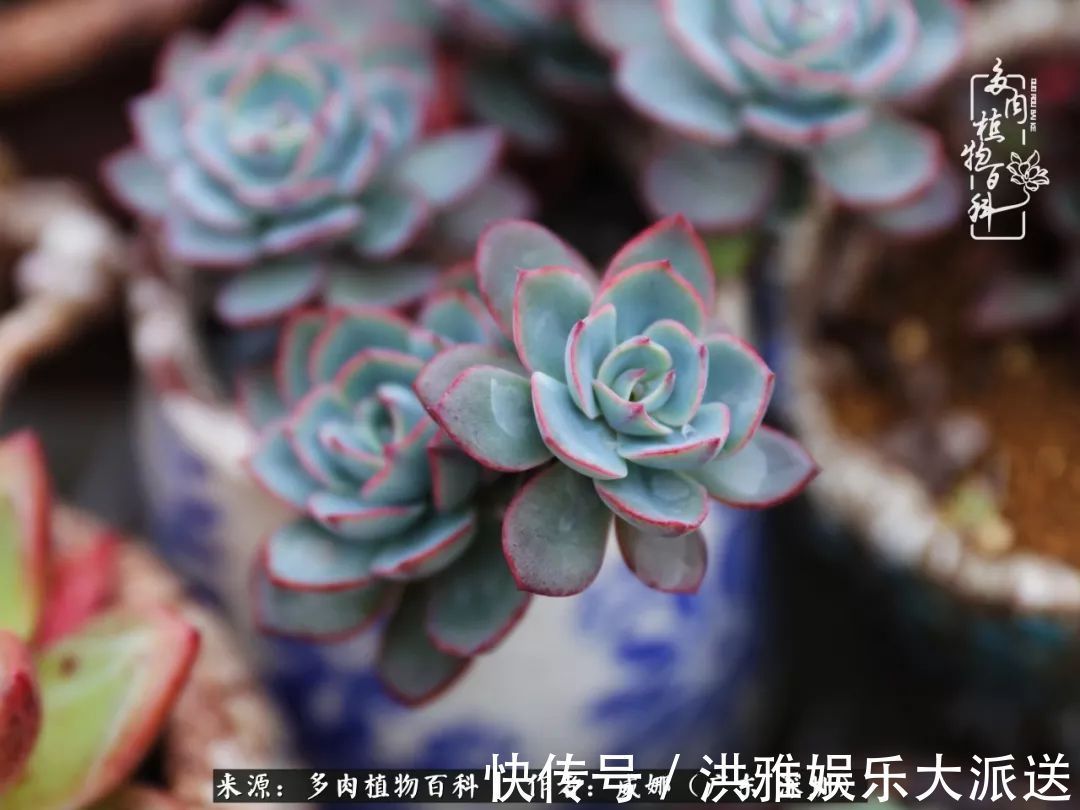 橙梦露|笼子里露养的多肉，越养越美！有多肉的日子伴着小确幸！