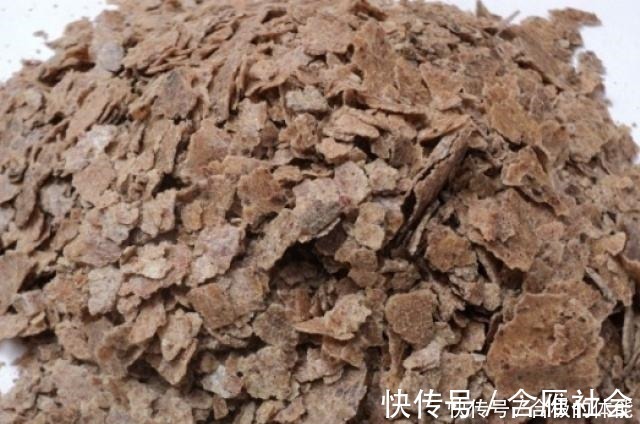 花友|君子兰出现黄叶烂根不可怕!老花匠教你做好这四点 天天蹭蹭长个!