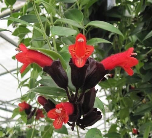 像唇膏一般的口红吊兰盆栽,养在灯光下也能正常开花