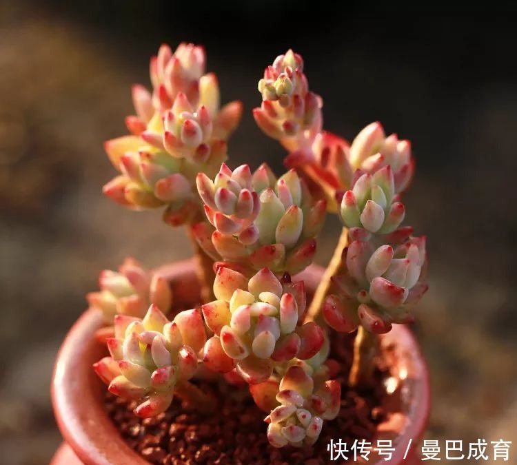 5种多肉“小老桩”，随便晒晒就上色，美的不可方物！