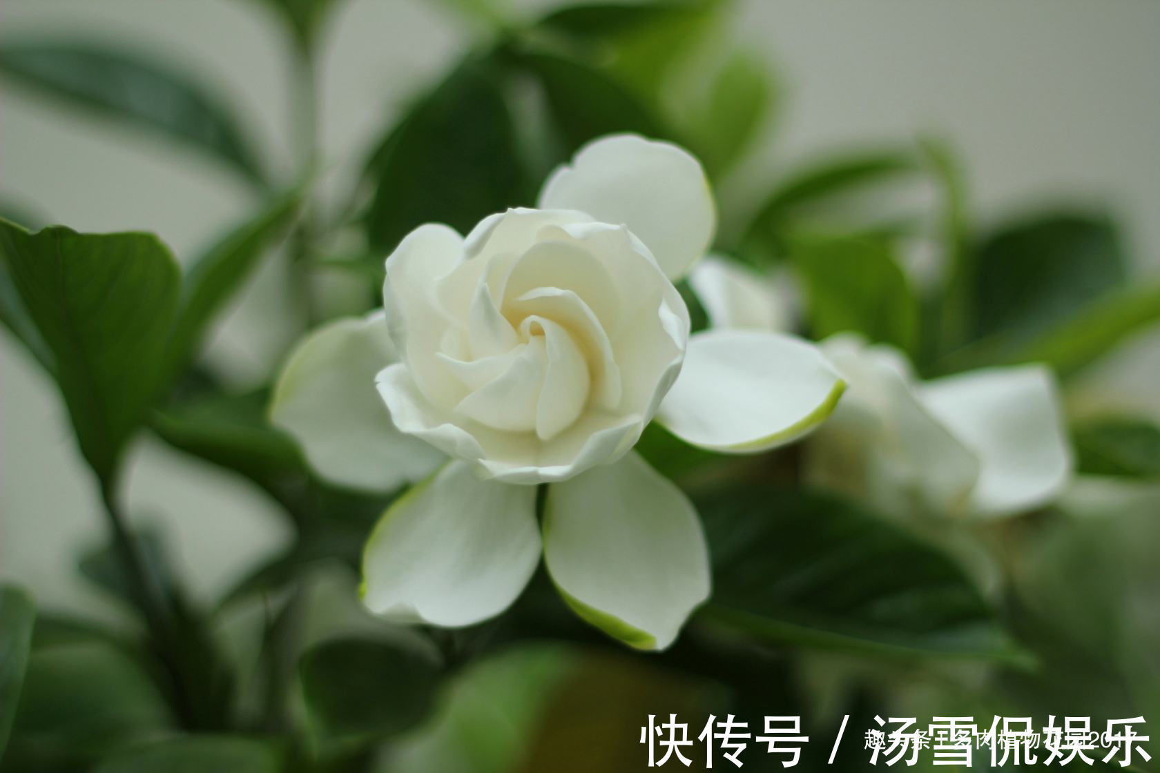 黄土|养护栀子花不能用这种土壤，要不然养一盆死掉一盆