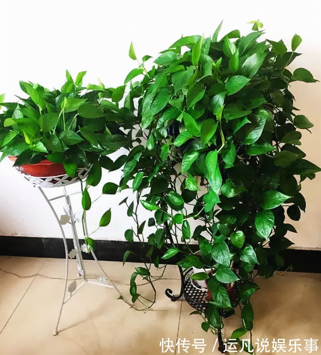 10种健康花,适合养客厅,吉祥有品味,关键个个都是净化高手