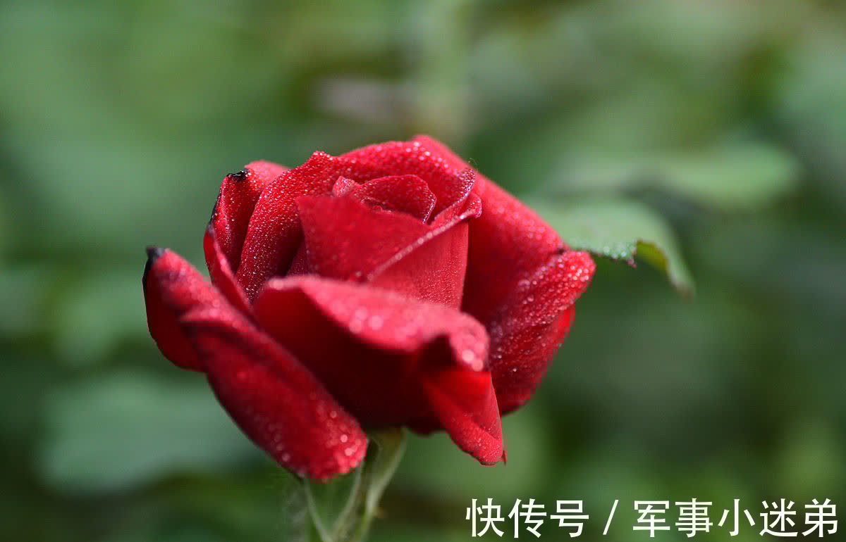 10月养1种花，冬季零下15度也不怕，来年花期长达春夏秋3个季节