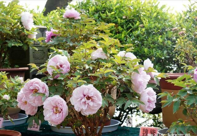 越养越金贵的“4种花”,能活上百年,老了就是“传家宝”