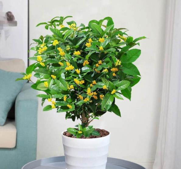 茶花|家中养3种“健康花”,种一次年年有花赏,花色鲜艳对身体好