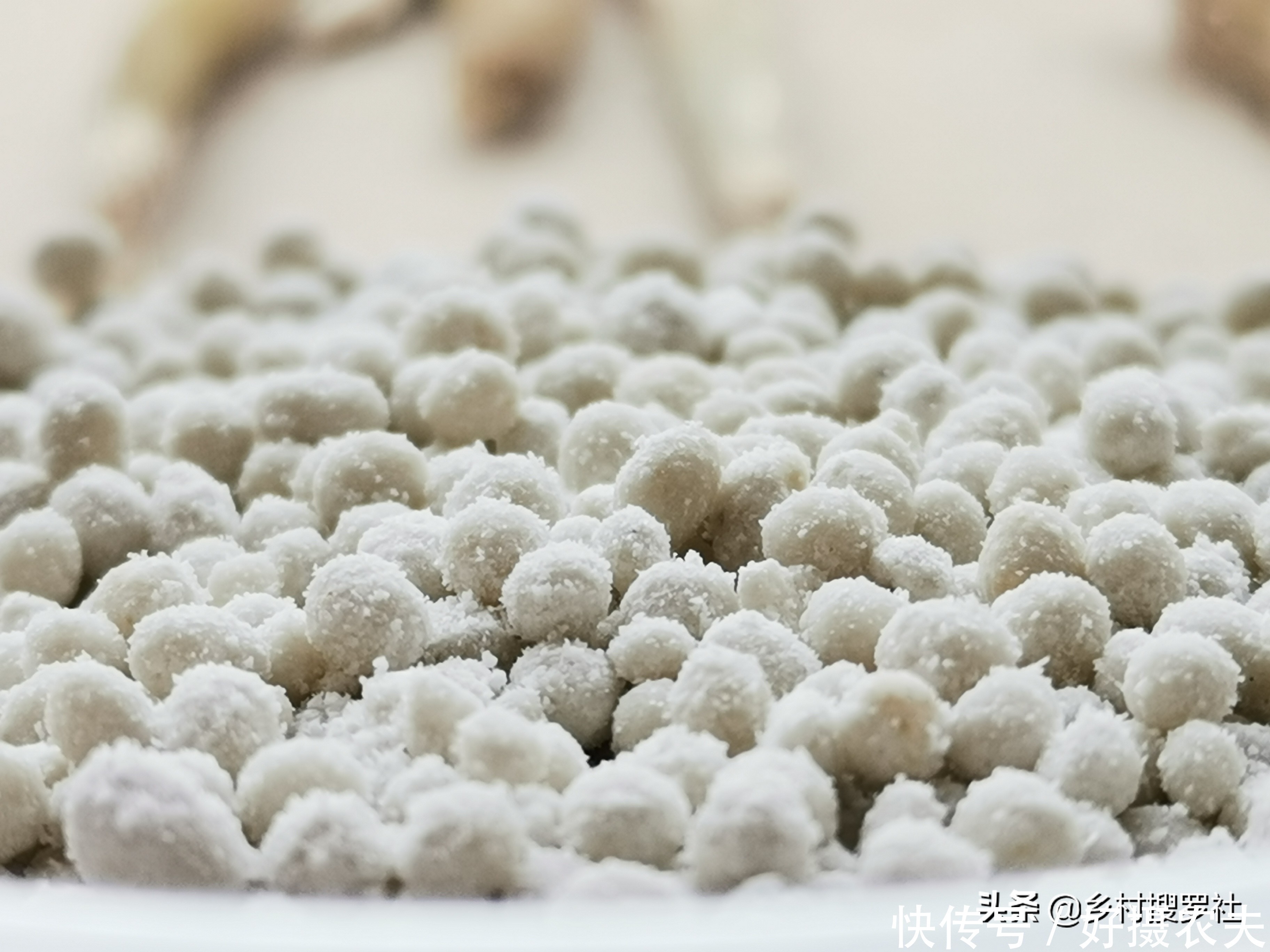 兰花|五月份的兰花最怕什么?施肥操作不当,15天兰花根烂苗枯