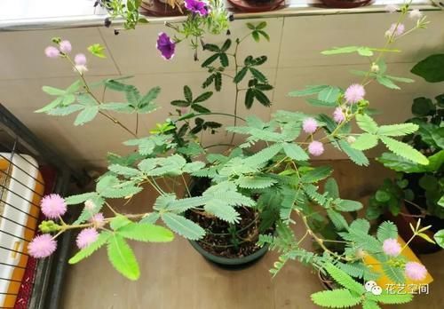 室内养花“黑名单列表”,早该搬出去,还你干净卫生的空气