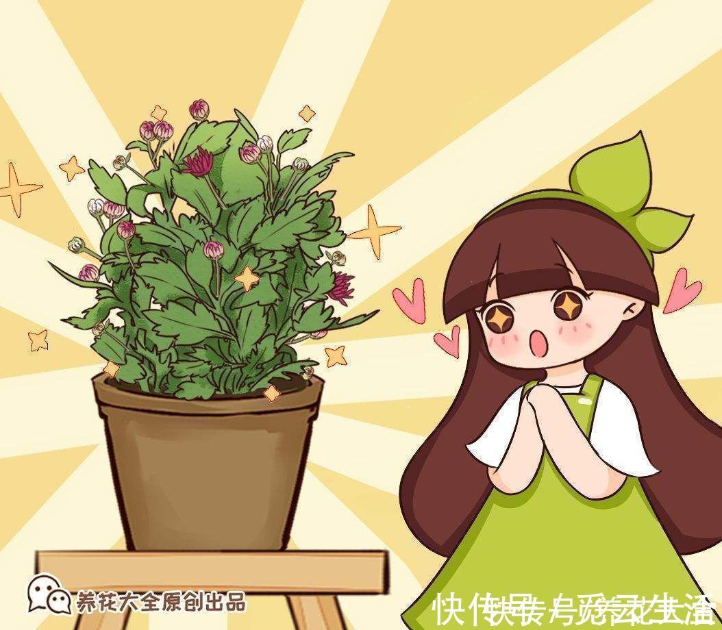 花店老板绝不外传的5个养花小技巧,简单实用,轻松成为养花高手