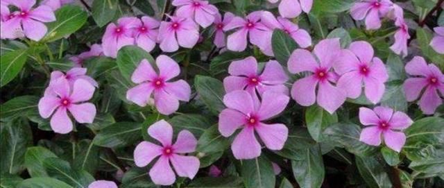 花期|4种普通的花草，适合庭院种植，播种一次，年年都能开花