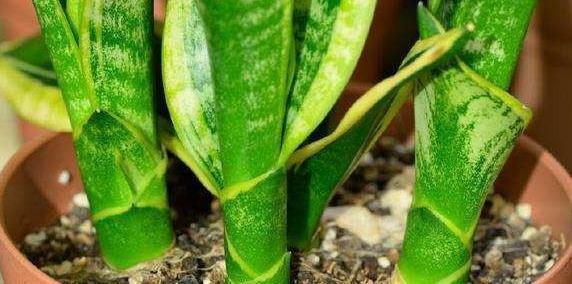 4种花就怕多浇水，烂根，黄叶多，很容易就浇死，你了解嘛