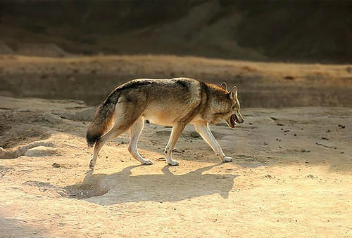 武陵|江西武陵岩山高林密，石怪洞幽、原始古朴，带你去看最美的风景