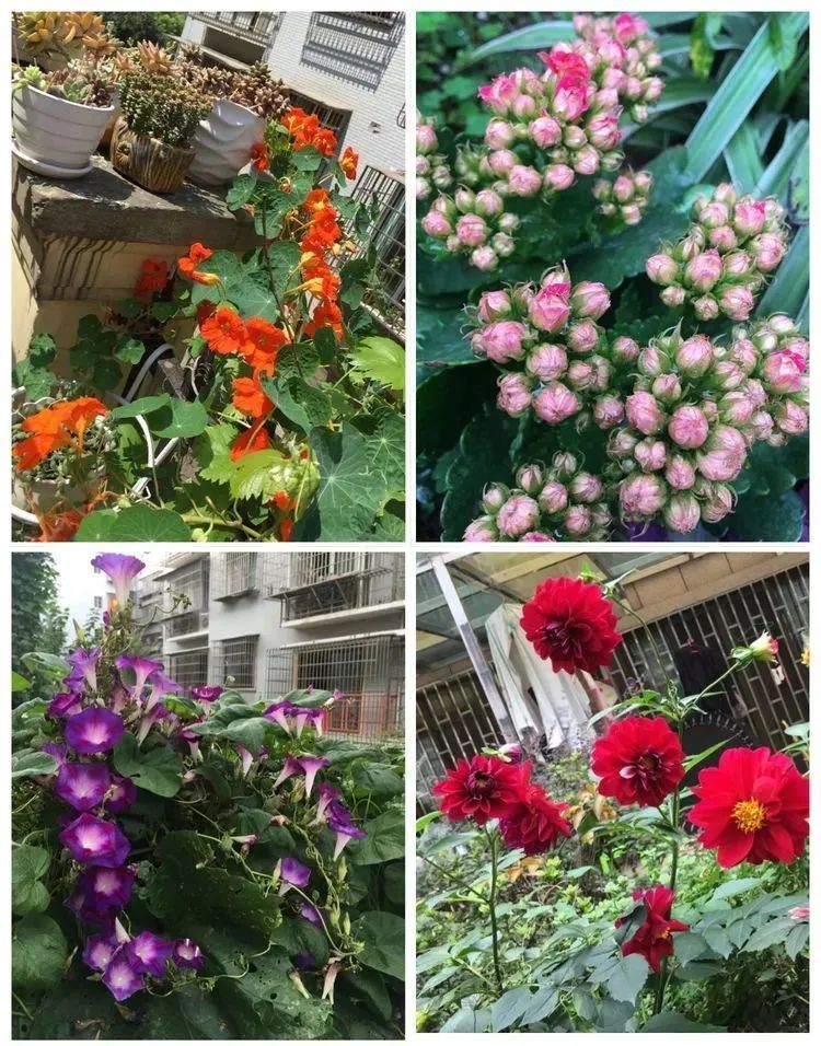 养多肉会上瘾，3年养了500多盆，既美化了环境又愉悦了心境！