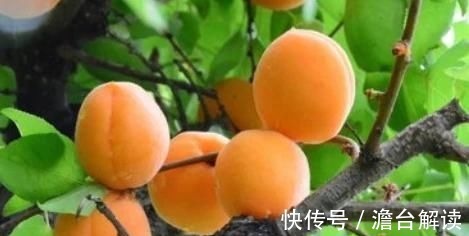 桂圆|孕妈吃水果益处多,但5种水果嘴巴再馋也要少碰,伤己又伤胎