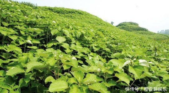 农村致富的“软黄金”,过去却被当做杂草,却不知有营养价值