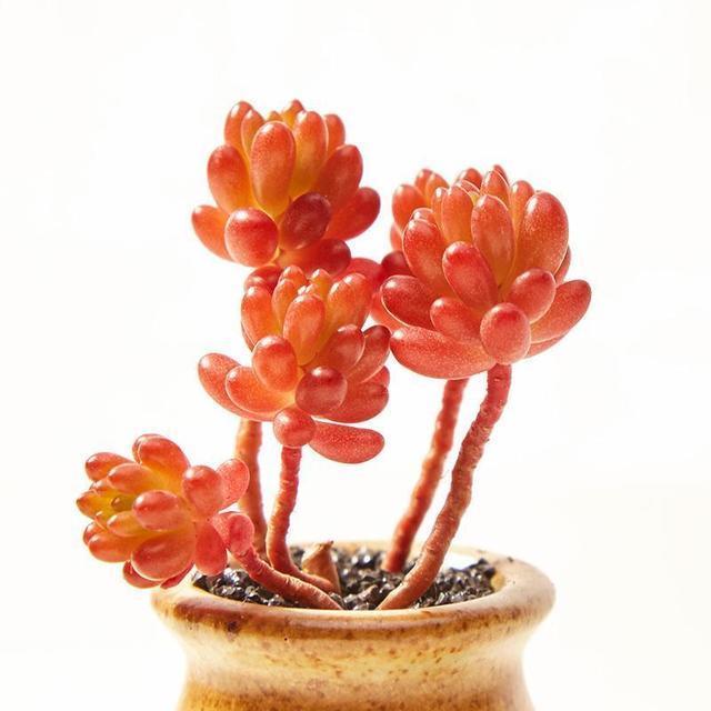 养多肉最怕掉坑里,这6个问题犯一个,多肉都会死翘翘