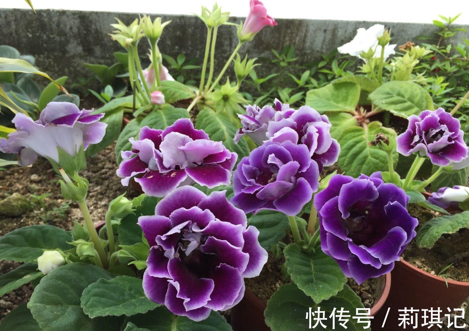 5种花空气再“干燥”,也别喷水,会黄叶、烂叶、掉花苞