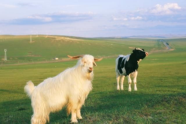 胎盘|孕期子宫内液体被称为“羊水”,为何不是牛水、马水?原来是这样