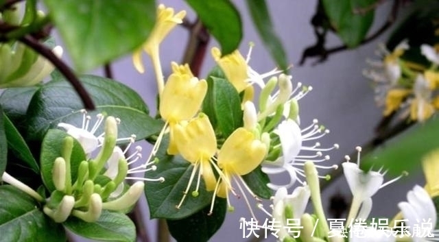 耐寒|此花人称“花界宝藏”，耐寒易爆盆，家里养一盆，好处多到数不清