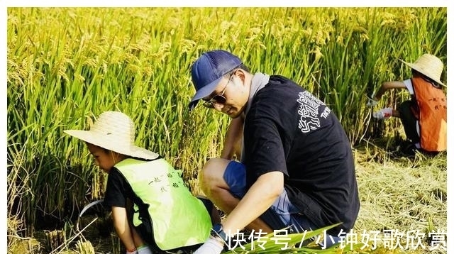 音乐季|带着孩子来割稻啦！还有稻田音乐季、美食市集和露营活动