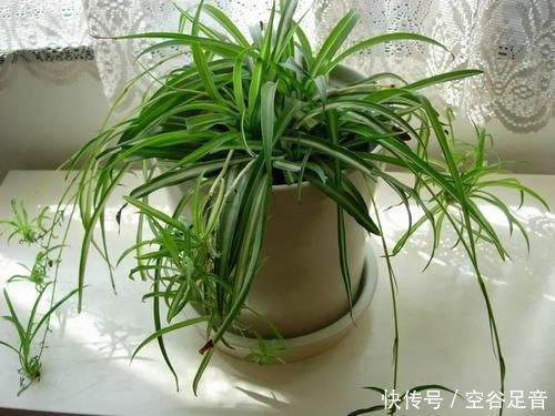 卫生间|卫生间适合养“4种花”,不仅耐旱、易养活,还可除菌、净化废气