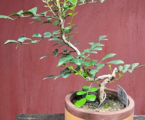  不烂|盆栽九里香，该怎么管理才能不烂根？早预防早治疗？