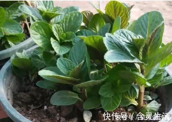 这六种花不怕热不怕冷,特别好养活,每年都开花挤爆盆了