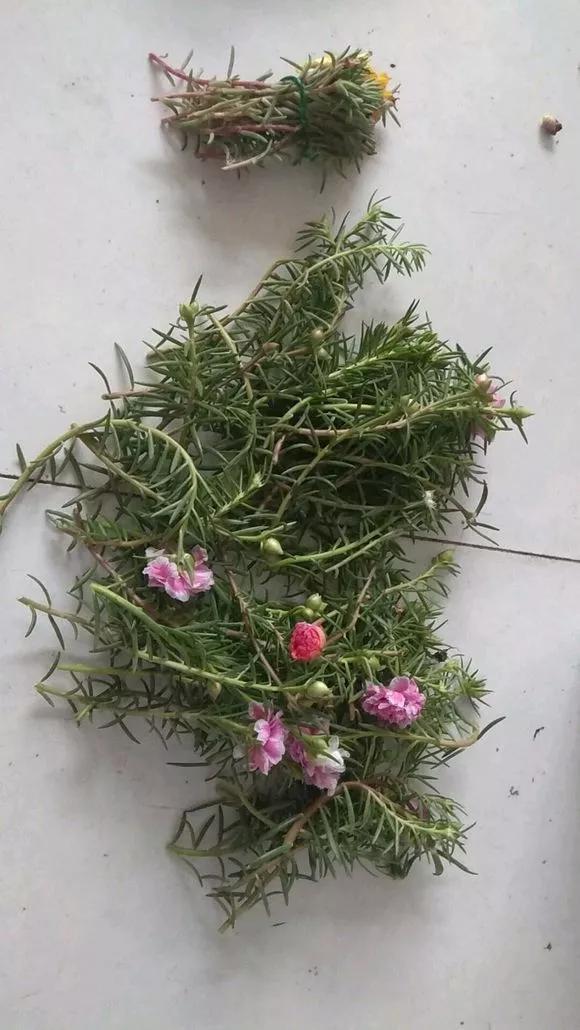 太阳花|5种花快扦插，生根超快，1周长出大白根，新手也能插得活