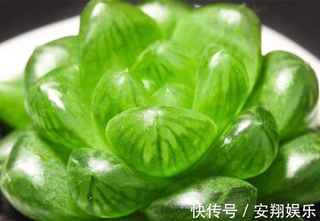 此些多肉最好养,长得还快,新手都可以养到爆盆