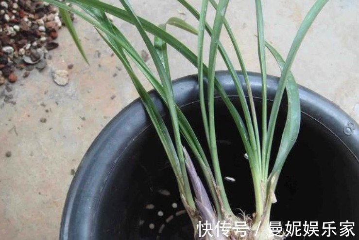 关键|烂根的兰花长出新芽,能活吗学会这“4步”,养兰是关键