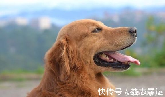 服药|如何顺利给宠物狗喂口服药,掌握正确口服喂养技巧,狗狗不会抵抗