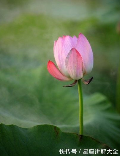 日子|8月下旬开始，4属相桃花运旺，越努力越幸运，日子红火