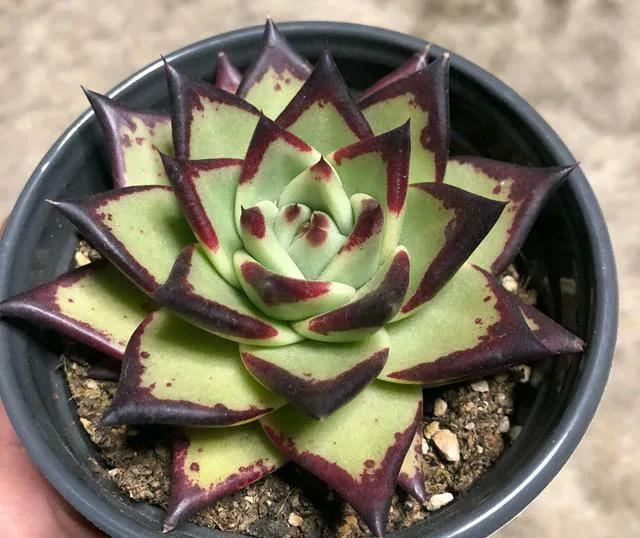 多肉长出小崽崽,不要做此件事,不然后悔都来不及