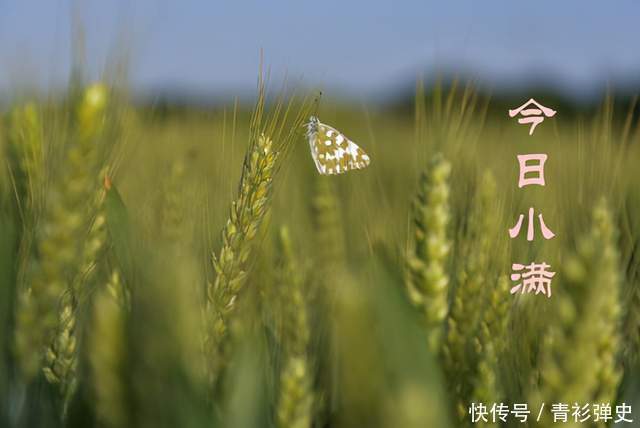 粮食作物|24节气小满,满字何解?为什么有小满,却没有大满?