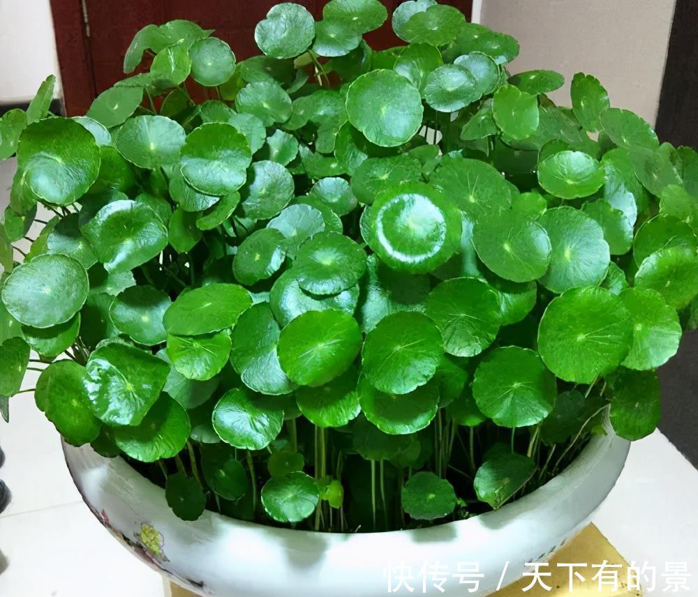 风雨兰|3种漂亮花,夏天也别搬进屋,多晒晒多淋雨,长势旺开花美