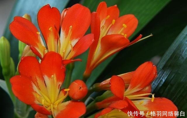 寓意|能“镇宅”的3种花,养客厅最合适,有“旺财运”的寓意,也好养