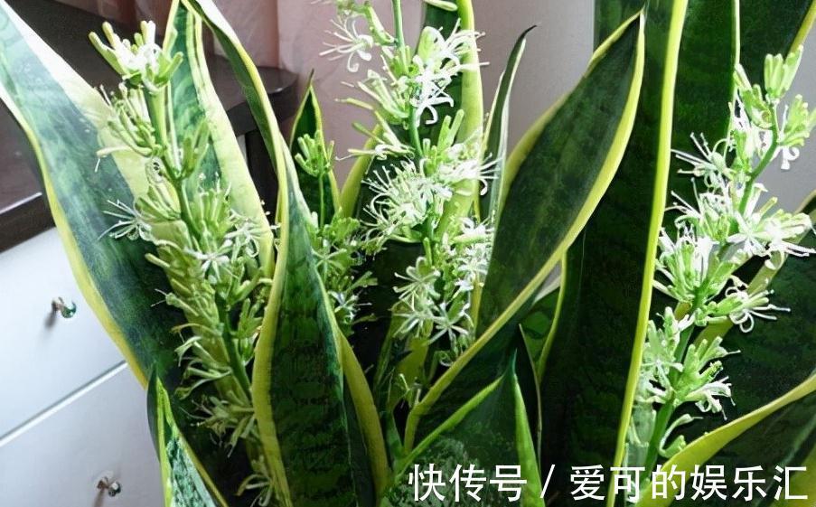 浇水|等了2年的新房终于装了,担心甲醛气味大,养这几盆花准没错