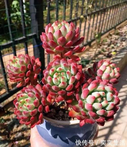 多肉|养棵多肉蓝苹果,大水大肥伺候,一年能爆10个头,养成群生肉墩子