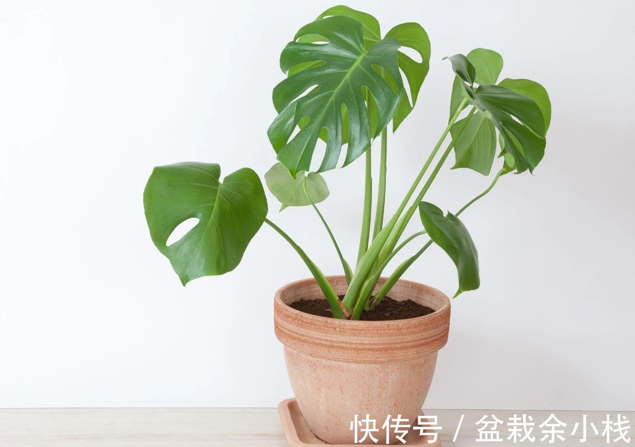 吉利|今年流行的7种“观赏花”,家里养一盆,大气又吉利