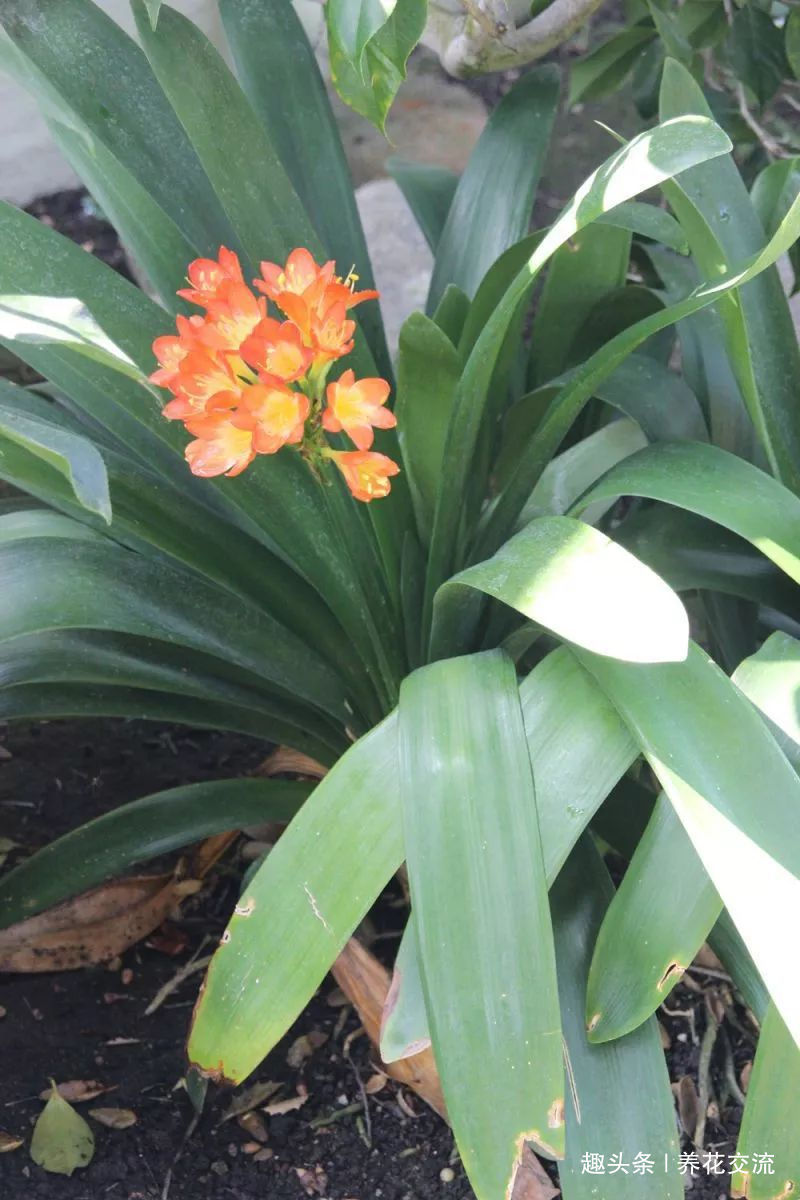 土壤|君子兰养成室内盆栽保持每年花开的技巧,让叶子更有亮泽