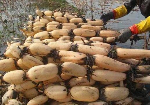 禁忌|让人倒下的不是病,而是无知吃莲藕的一大禁忌,大家来了解下