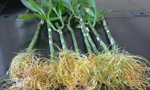 肥力|作为养花人，有机会就多收集些它们，看着不起眼却全是好东西