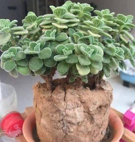 植物|如果你经常这样浇花那你一辈子也养不好花种什么都不旺