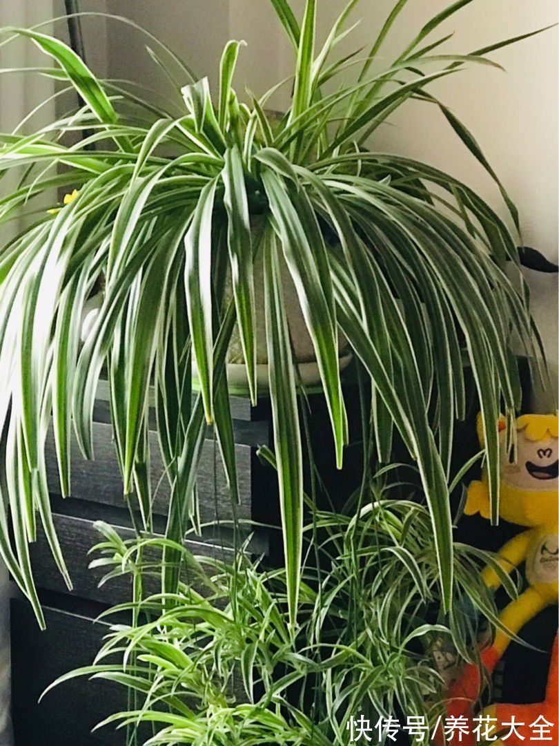 30种观叶植物,能观赏也净化空气,总有一种你养过