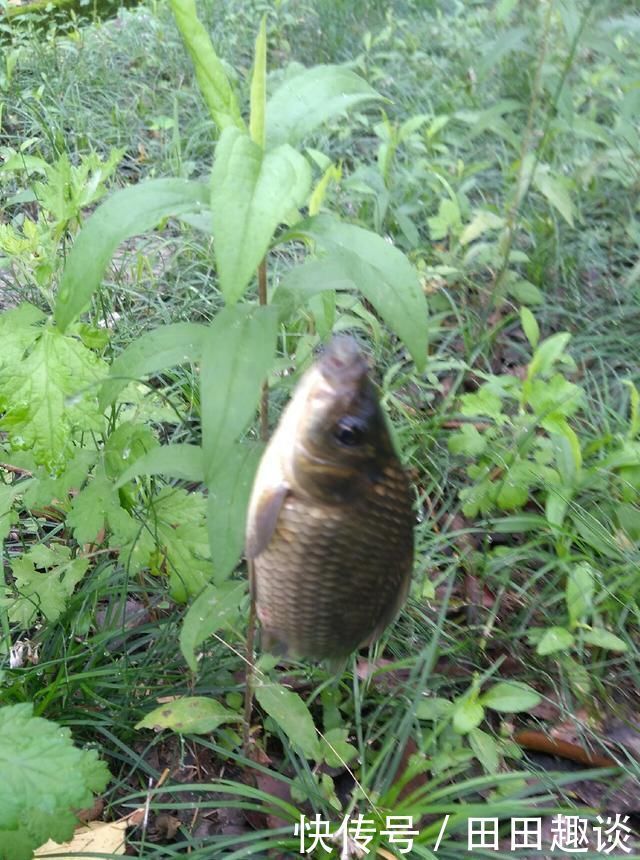 野钓小技巧浮漂做一个小改动,惊鱼几率大降