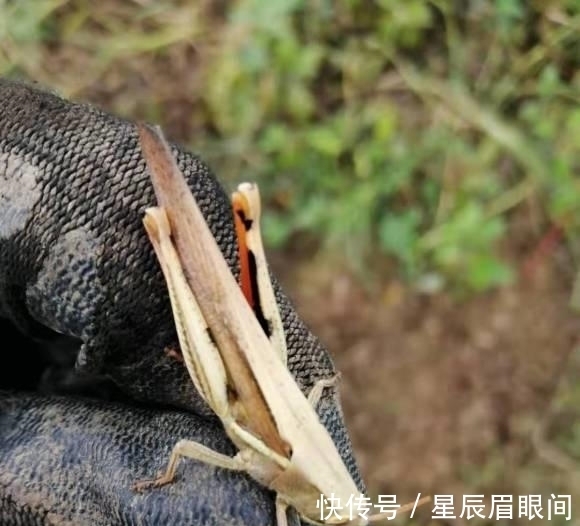 飞鸟|多肉露养,小心飞鸟,多肉叶子都吃了,插几根牙签,避免咬伤