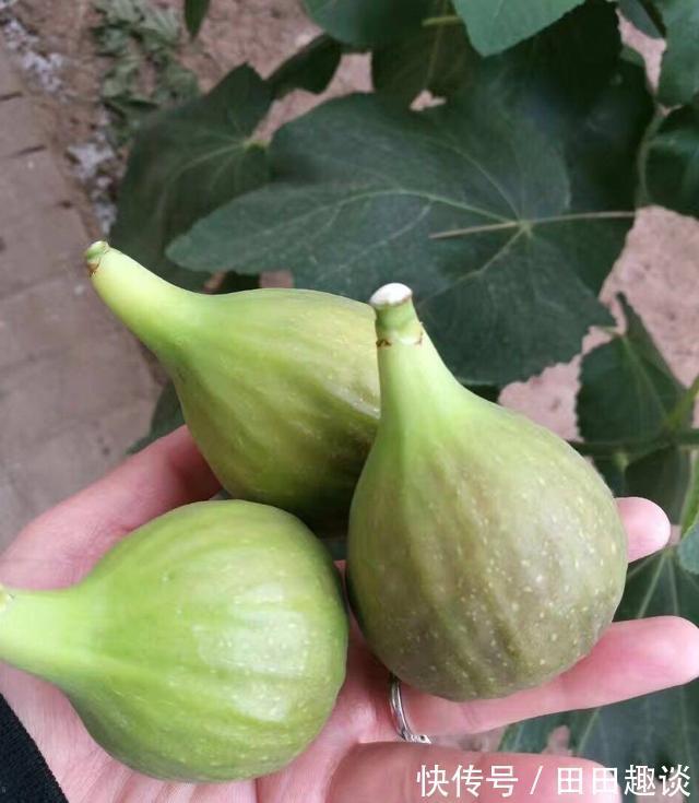 无花果快挂果了,有“2件事”别忘做,果子不止多一倍,甜度高