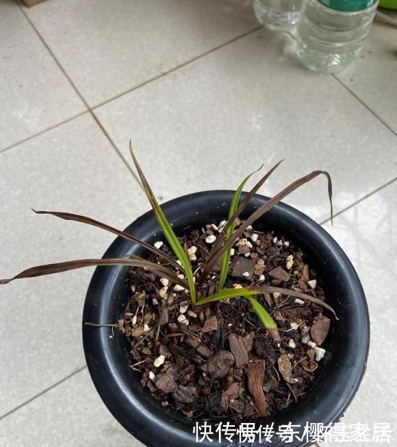 喷壶|夏天的兰草晒不得的，一晒就黄叶，兰花喜半阴，很容易晒死